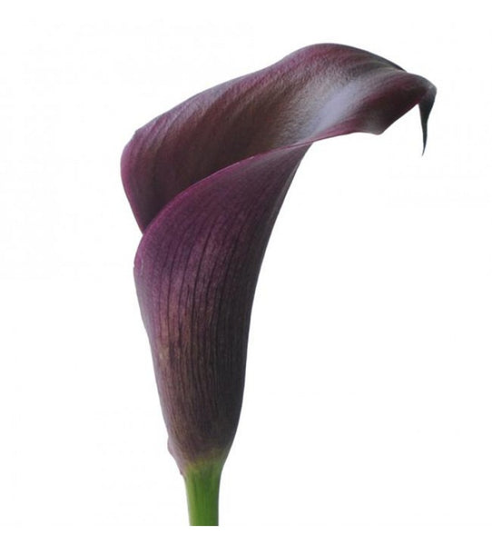 Egg Plant Mini Calla Lily Bunch Carlsbad Florist San Diego Wholesale Flowers Carlsbad