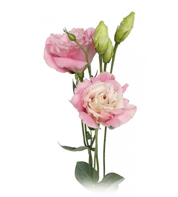 Imported Pink Lisianthus