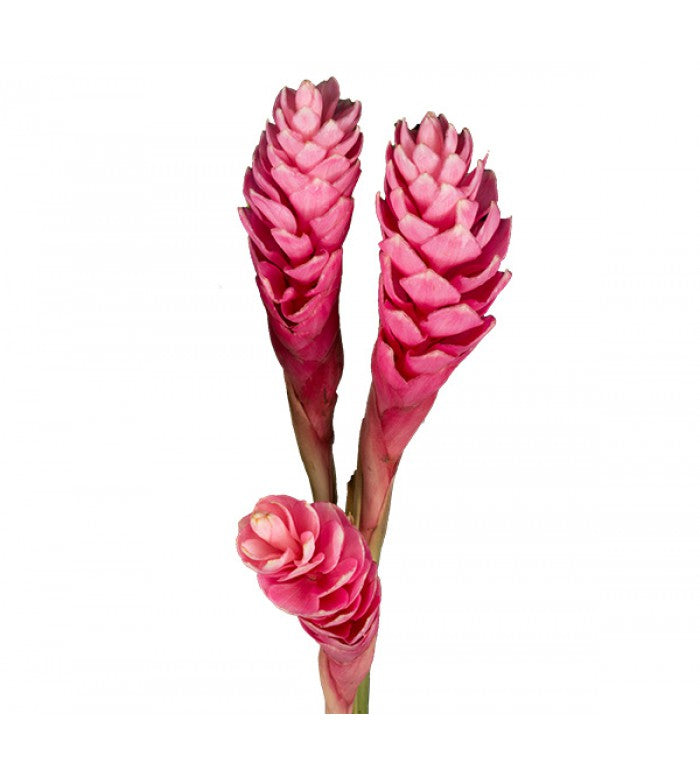 Pink Red Ginger Bunch