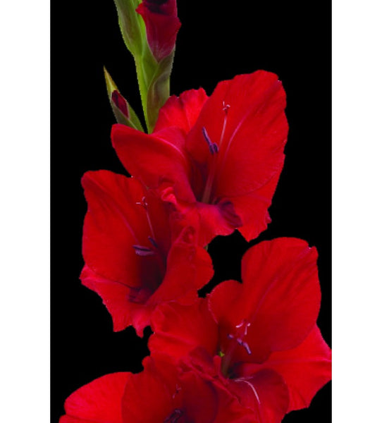 Red Gladiolas Bunch – Carlsbad Florist, San Diego Wholesale Flowers