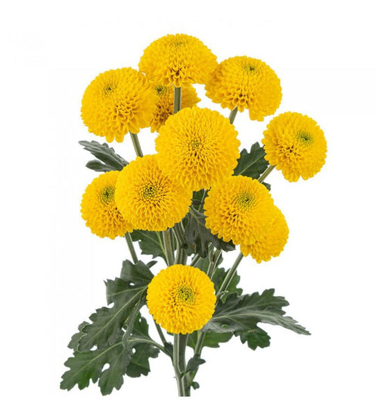 Pompon Button Yellow Flowers - Wholesale - Blooms By The Box