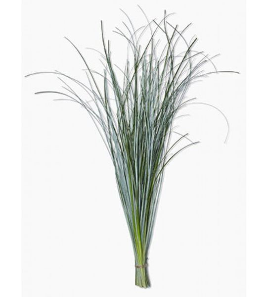 Bear Grass