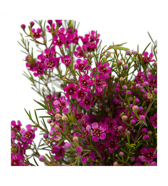 lavender wax flower Purple Pride Wax Flower