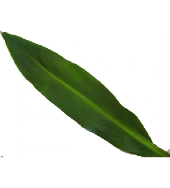 Green Ti Leaf Bunch