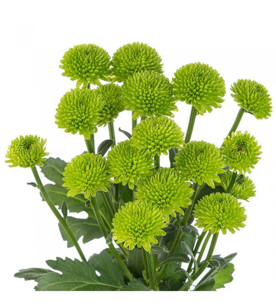 Chrysanthemum Button Green - Bulk and Wholesale – Bunches Direct USA