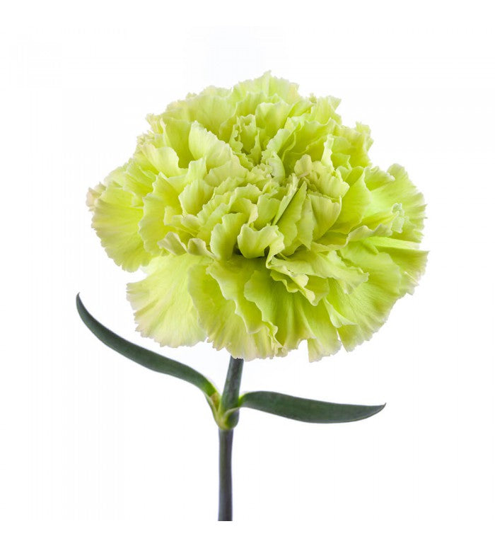 Green Carnation Bunch