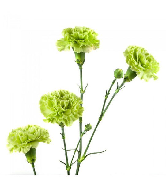 Green Carnation Flowers 175 stems