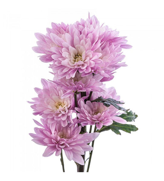 http://sandiegowholesaleflorist.com/cdn/shop/products/lav-700x775_grande.jpg?v=1646239462