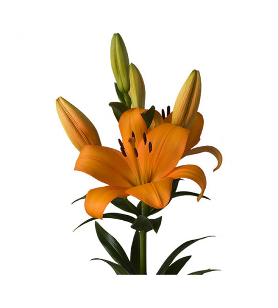 Orange LA Hybrid Lilys