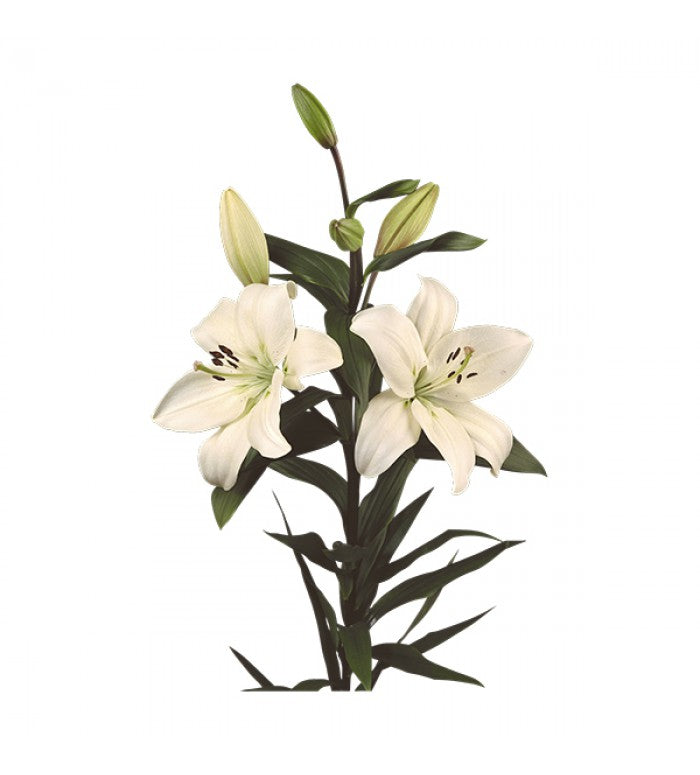 White Asiatic Lilys