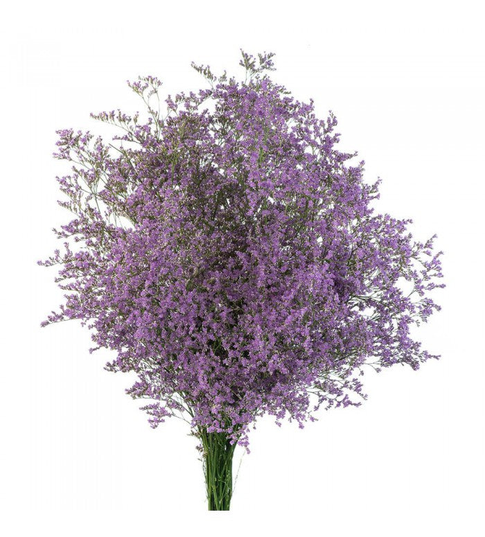 Lavender Misty Limonium