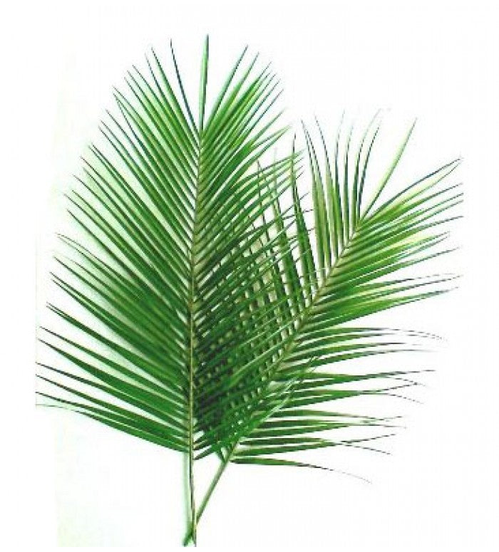 Roebelline Fresh Palm Branches