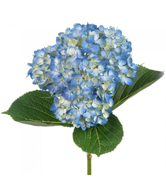 Shocking Blue Hydrangea Bunch