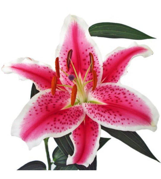 starfight1-700x775_grande.jpg?