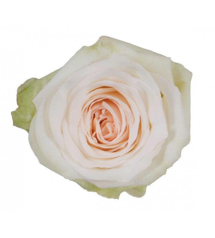 White Ohara Garden Roses