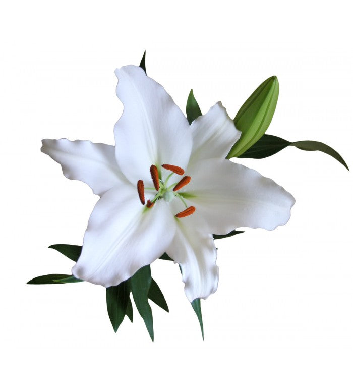 White Oriental Lilys