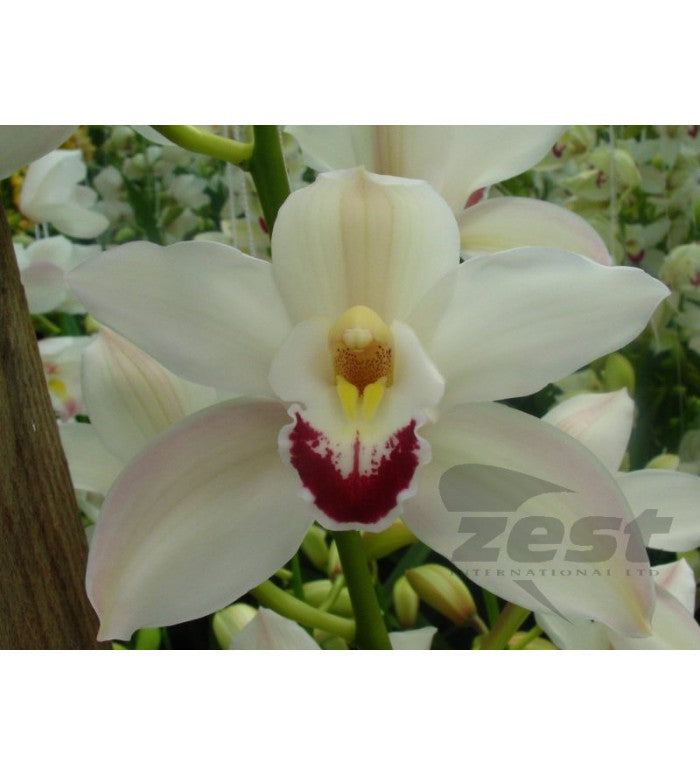 White Cymbidium Orchid Stem