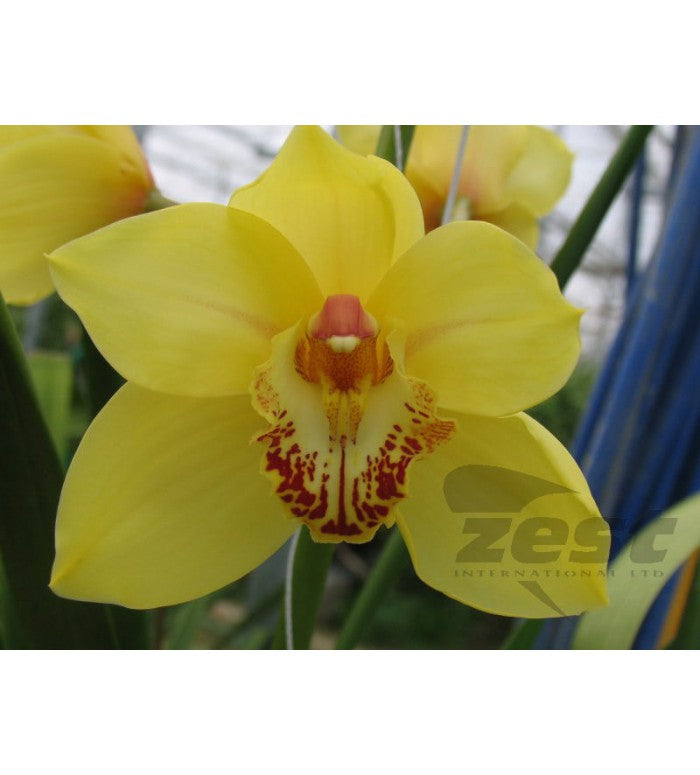 Yellow Cymbidium Orchid Stem