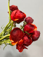 Burgundy Ranunculus