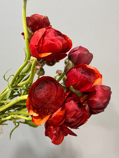 Burgundy Ranunculus