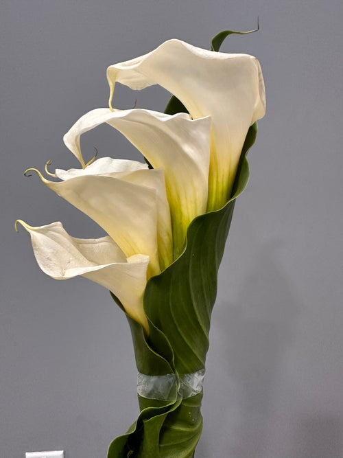 Large Open Calla Lily Bunch