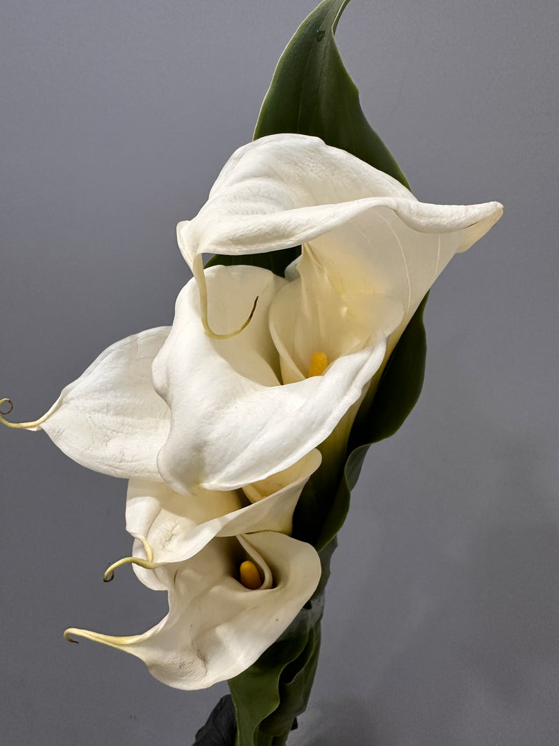 Large Open Calla Lily Bunch