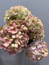 Antique Hydrangea Bunch