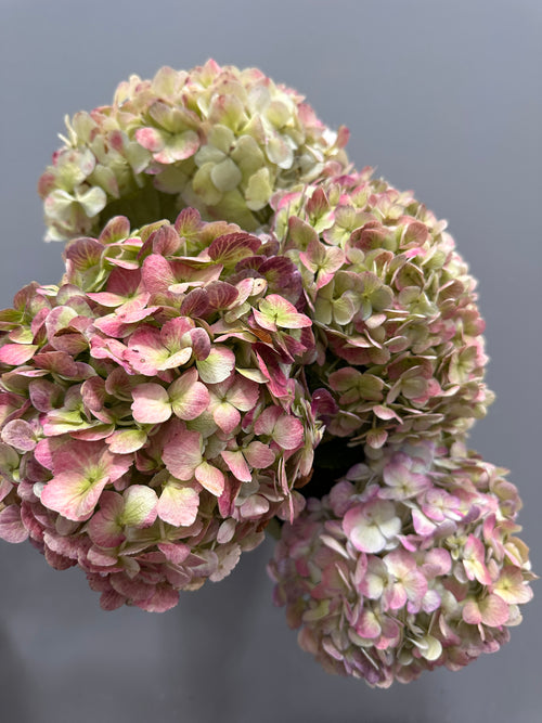 Antique Hydrangea Bunch