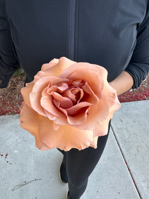 Moab Mauve Terracotta Bunch