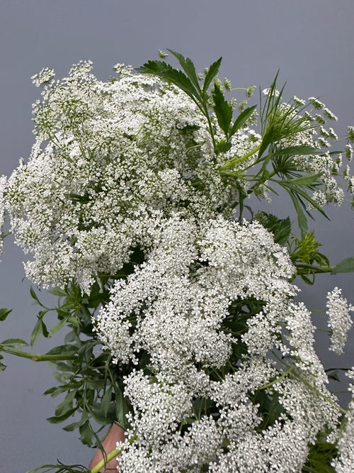 Queen Annes Lace