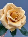 Combo Mustard Gold Garden Roses