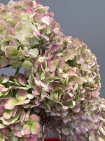 Antique Hydrangea Bunch