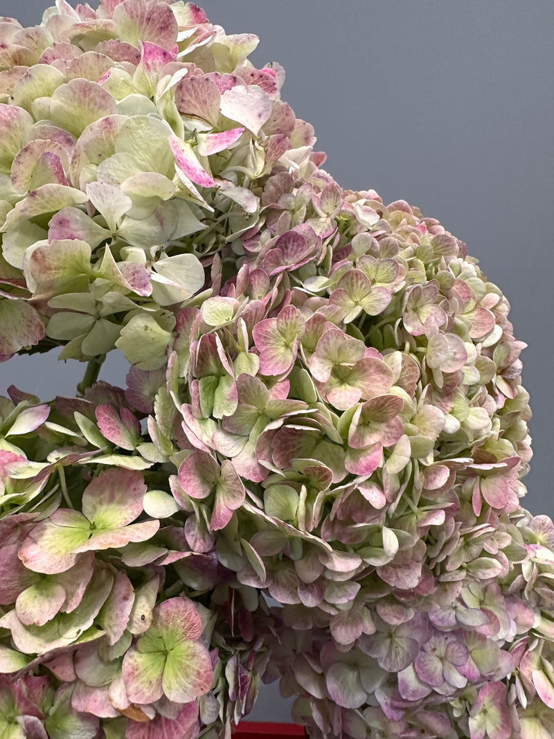 Antique Hydrangea Bunch