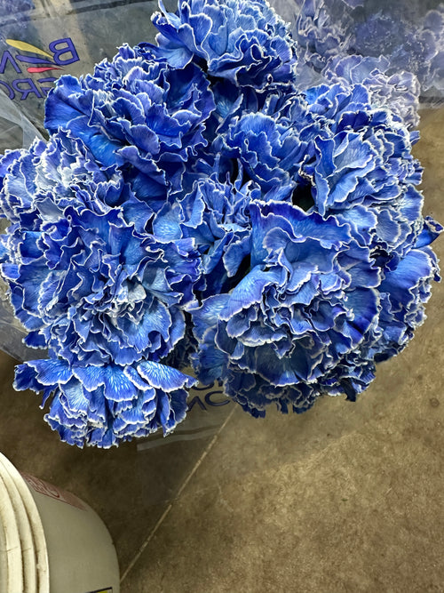 Blue Tinted Carnation Bunch