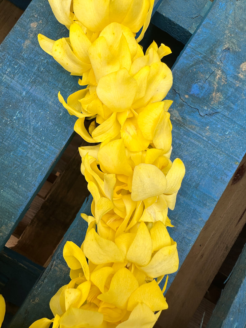 Yellow Orchid Double Lei