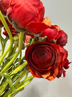 Burgundy Ranunculus