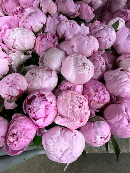 Sarah Bernhardt Peony Bunch