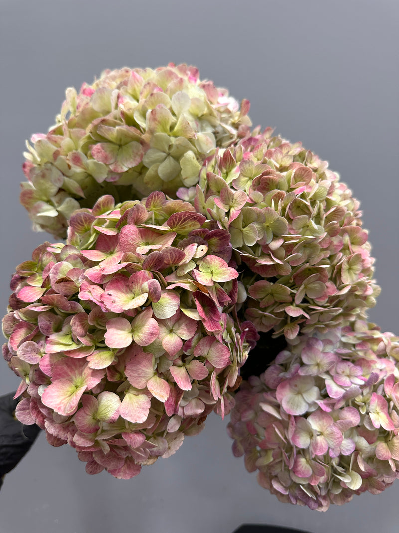 Antique Hydrangea Bunch