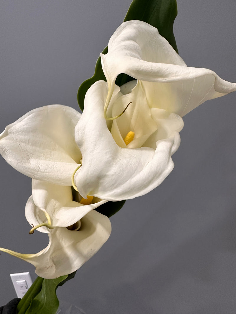 Large Open Calla Lily Bunch