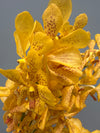 Yellow Mokara Orchids