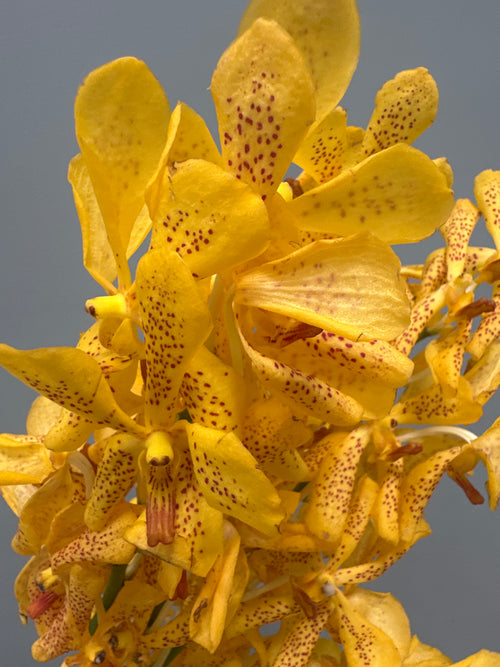Yellow Mokara Orchids
