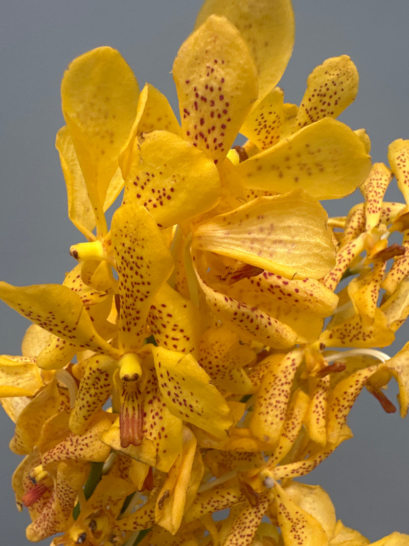 Yellow Mokara Orchids