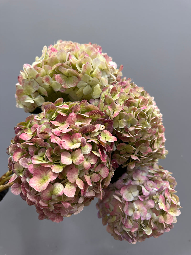 Antique Hydrangea Bunch