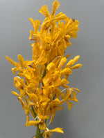 Yellow Mokara Orchids