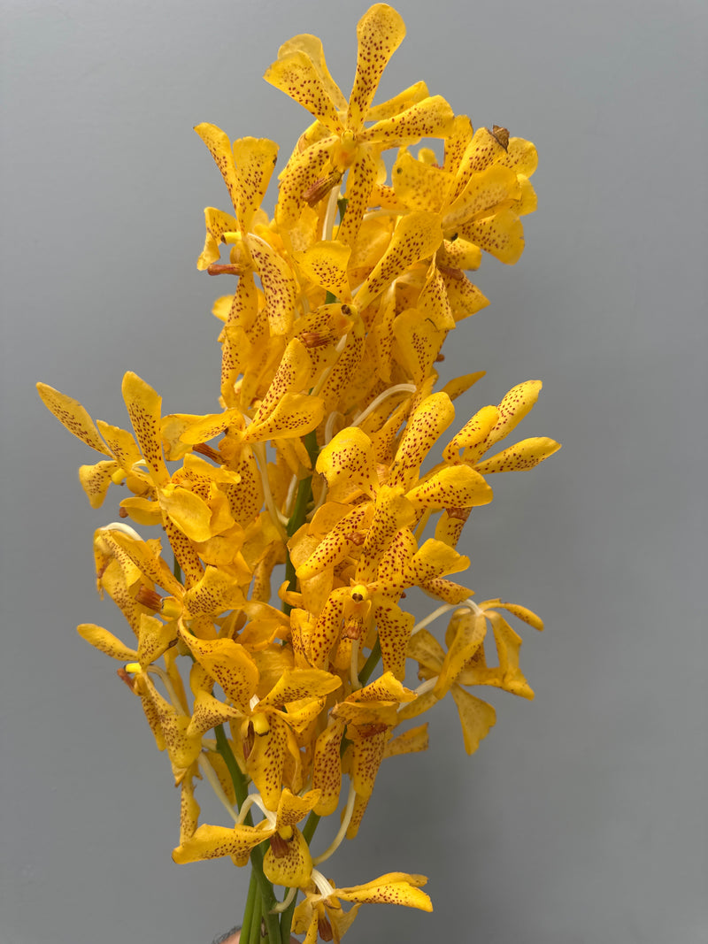 Yellow Mokara Orchids