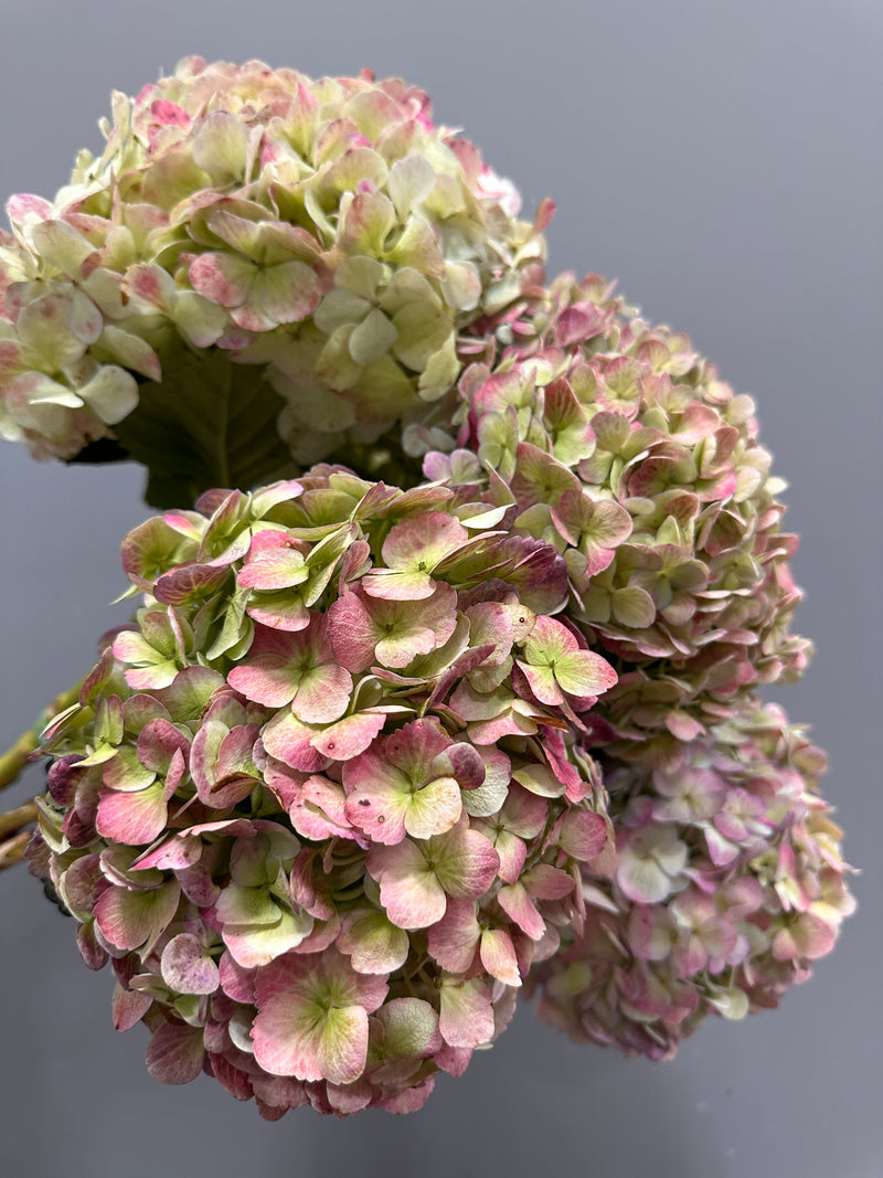 Antique Hydrangea Bunch