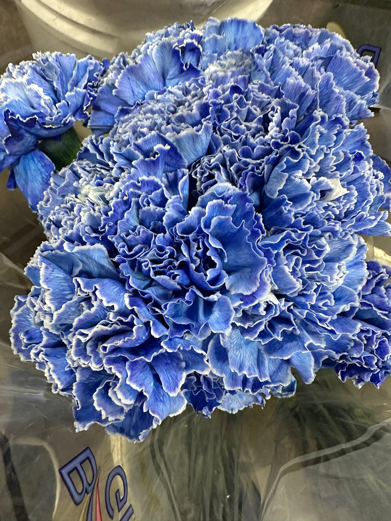 Blue Tinted Carnation Bunch