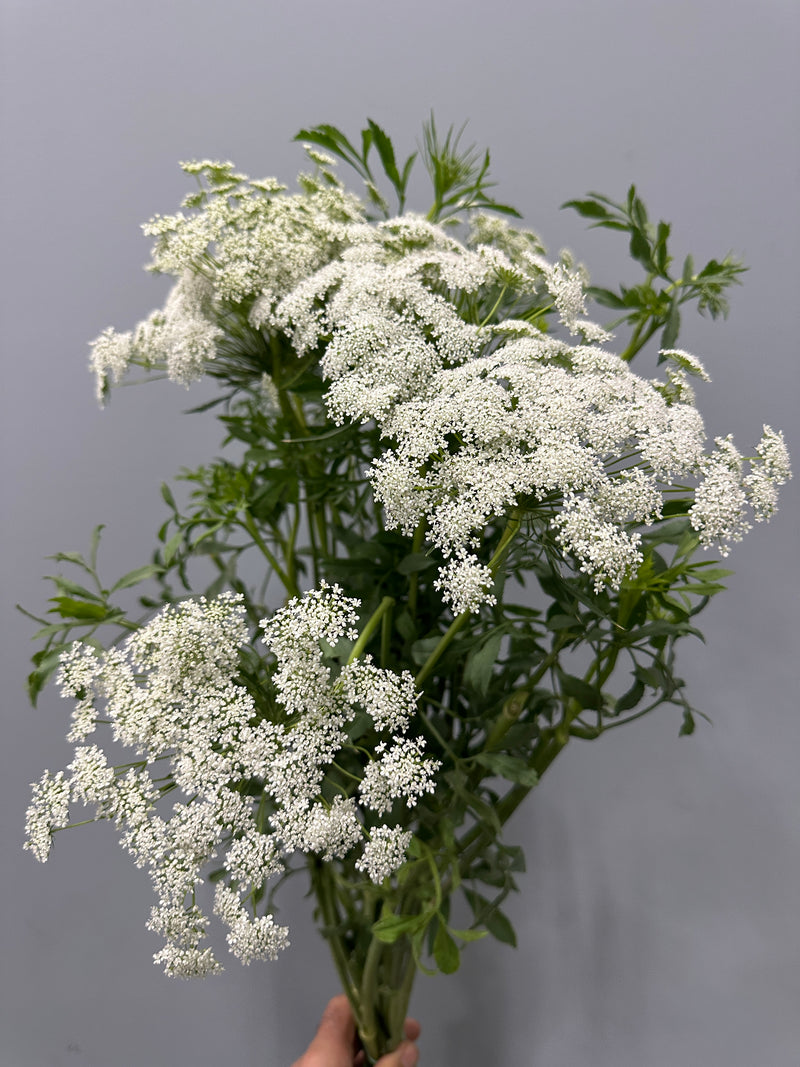 Queen Annes Lace