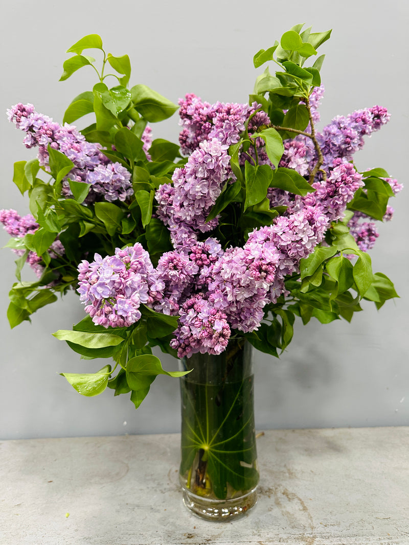 Fragrant Lilac