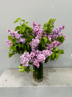 Fragrant Lilac